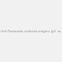 Rabbit Anti-Pasteurella multocida antigens IgG +ve serum